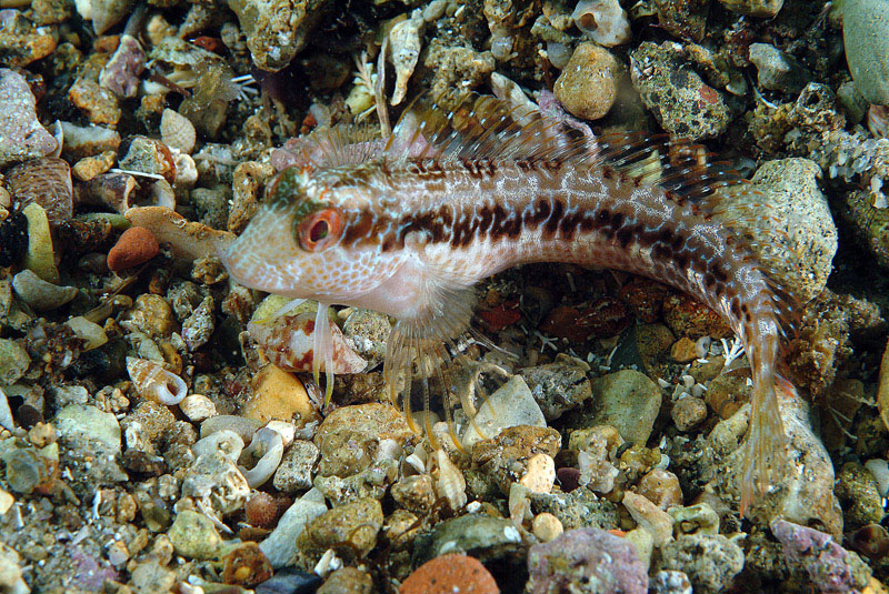 Livree di Parablennius pilicornis
